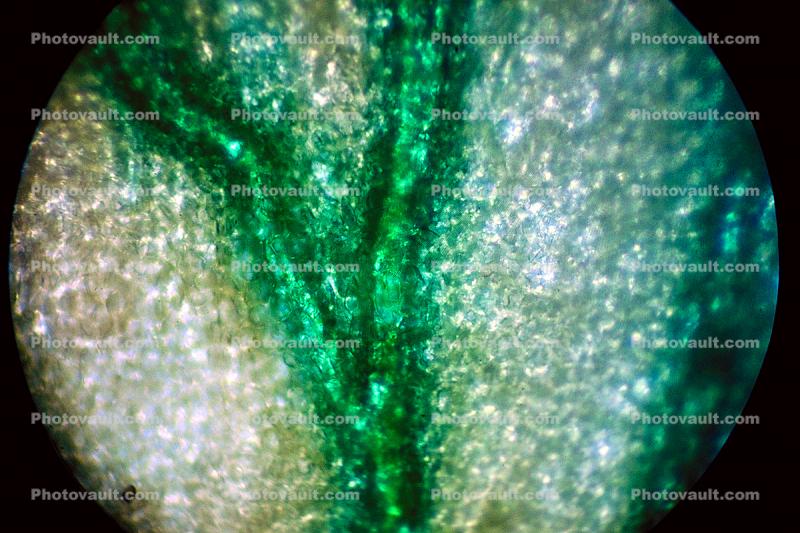 carnation veins, Flower Petal Cell, Microscopic
