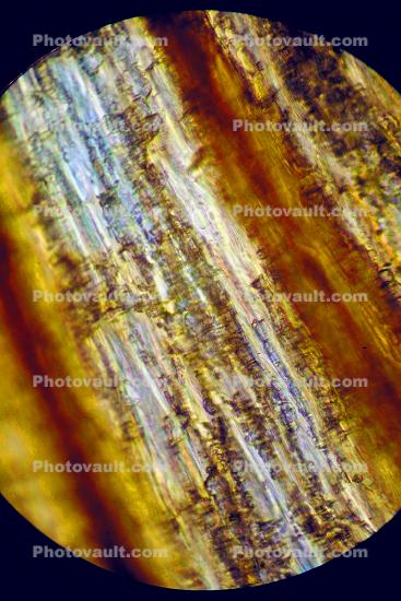 Flower Petal Cell, Microscopic