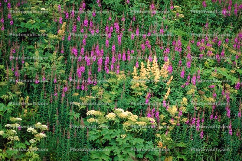 Fireweed, a.k.a. willow herb, field
