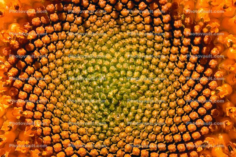 Sunflower, Spiral, Symmetry, Geometric, Center