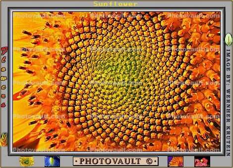Sunflower, Symmetry, Geometric, Center, Spiral