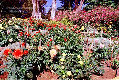 Dahlia Garden