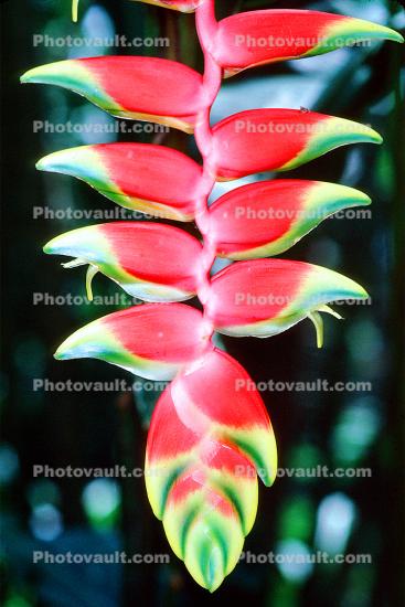 Hanging heliconia, Heliconia rostrata