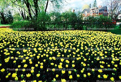 Flower Field, tulips