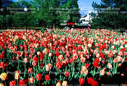 tulips, Flower Field