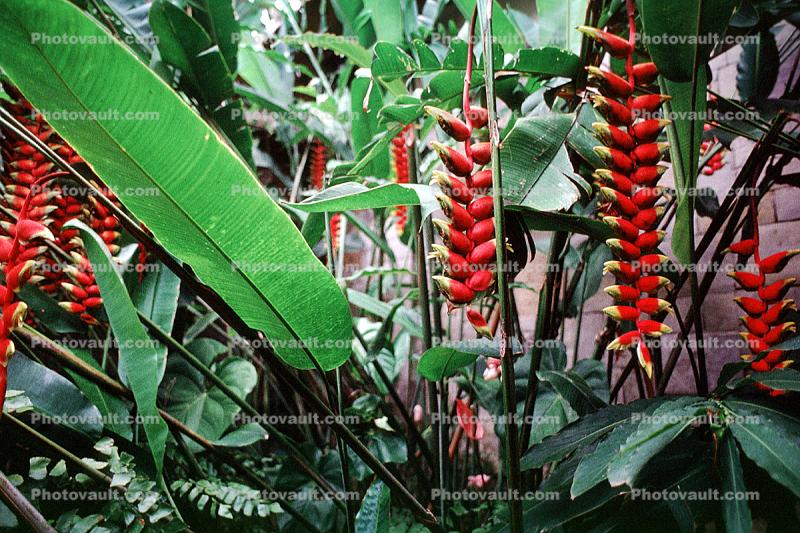 Hanging heliconia, Heliconia rostrata