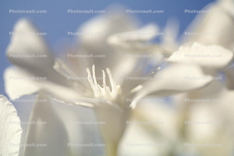 sinflower, Oleander, (Nerium Oleander), apocynaceae, poisonous flower