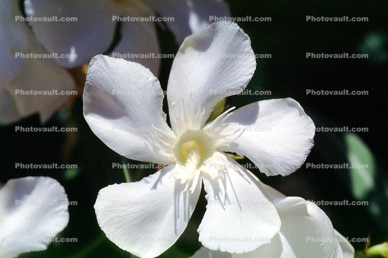 sinflower, (Nerium Oleander), apocynaceae, poisonous flower