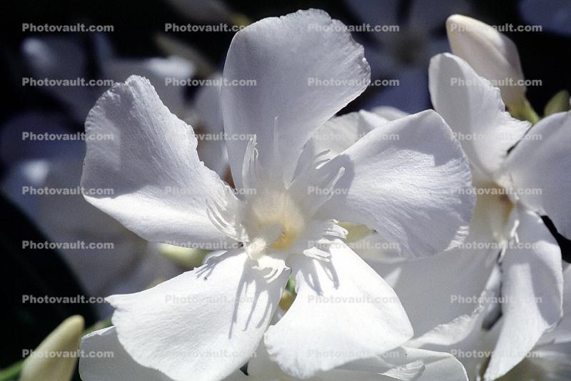 (Nerium Oleander), apocynaceae, sinflower, poisonous flower