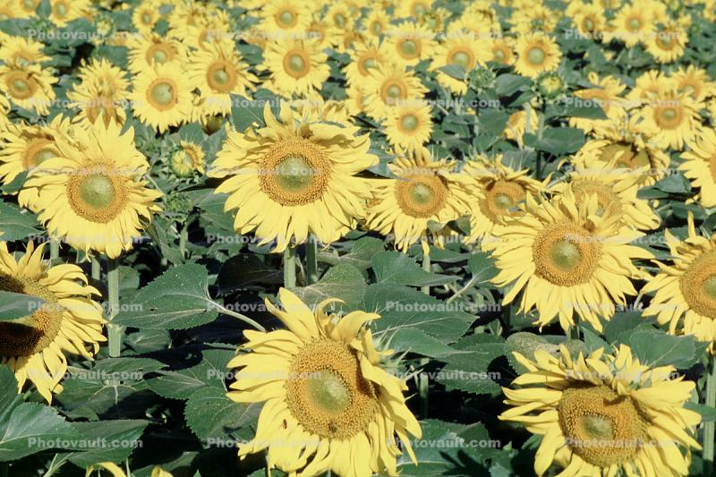 Field of Yellow Sunflowers