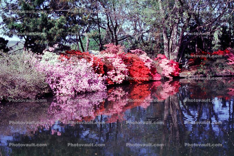 Garden, pond, Reflection