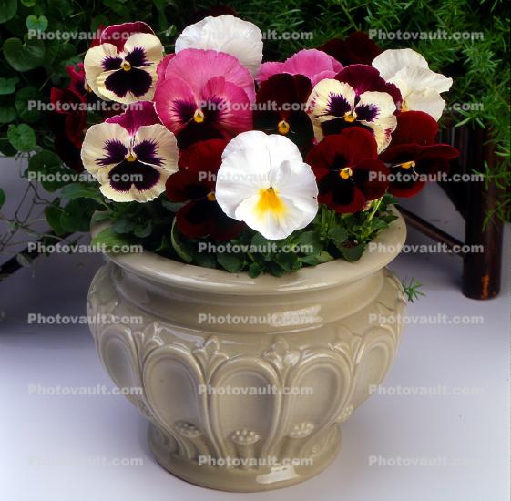 Pansy, Flower Pot