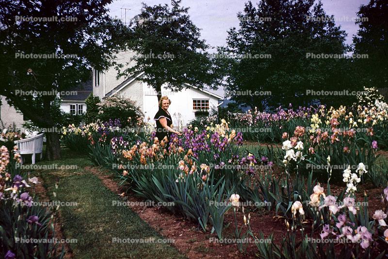 Woman in her Garden, 1950s