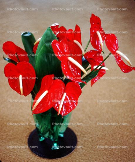 Anthurium, Angiosperm, Monocots, Alismatales, Araceae, Anthurieae