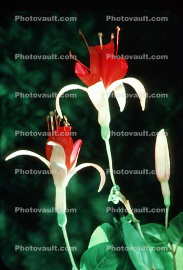 Bell Shaped Flower, Fuchsia
