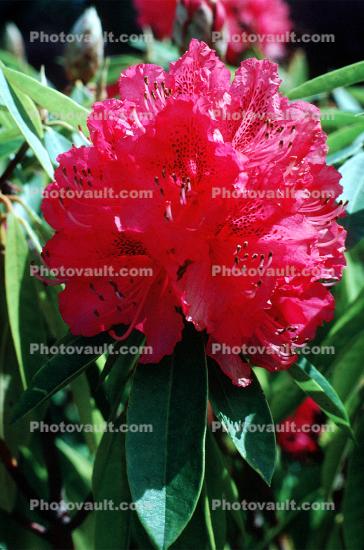 Rhododenron