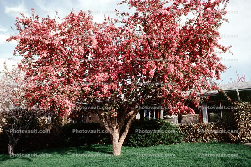 Tree, Blossom
