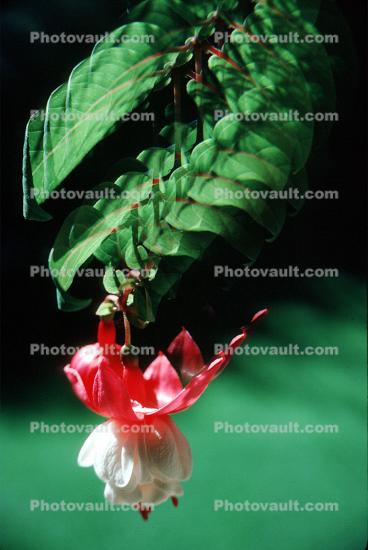 Bell Shaped Flower, Fuchsia, Columbine