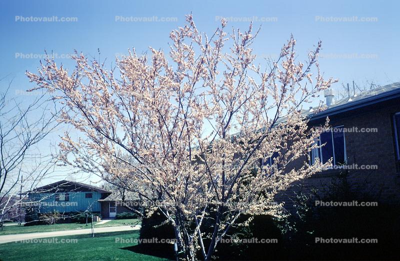 Springtime, Blossom, Tree