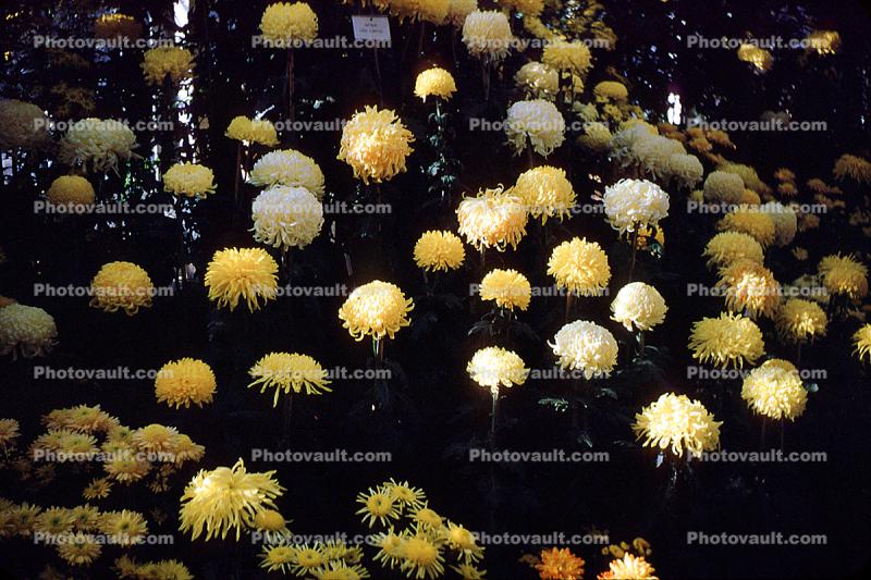 chrysanthemum, chrysanths, Asteraceae
