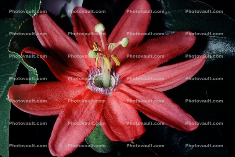Red Purple Passion Flower, (Passiflora)
