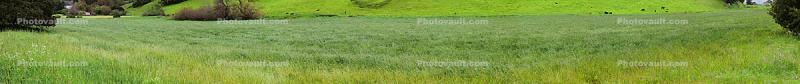 HiRes field of grass, lawn