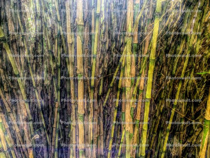 Bamboo, Abstract