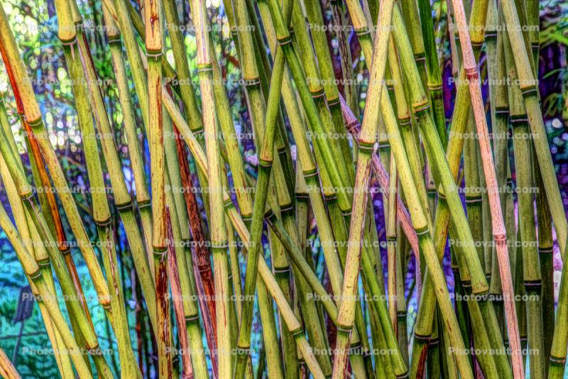 Bamboo, Abstract
