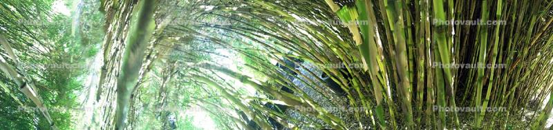 Bamboo Abstract