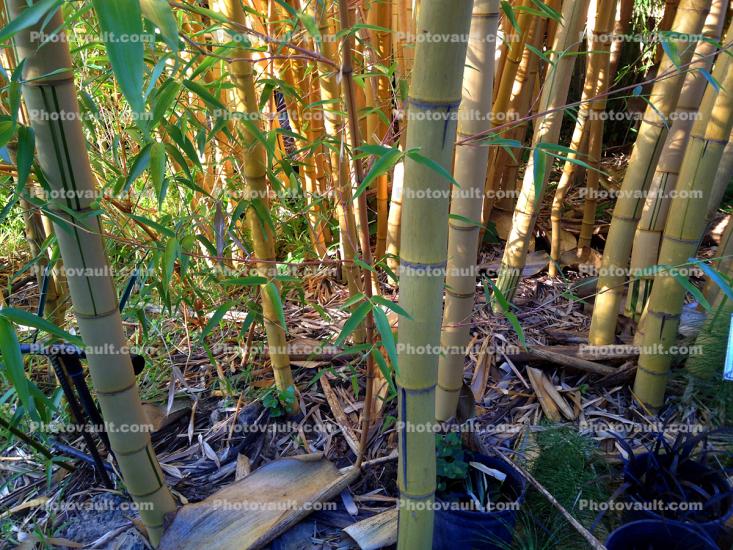 Phyxa, (Phyllostachys vivax), bamboo forest