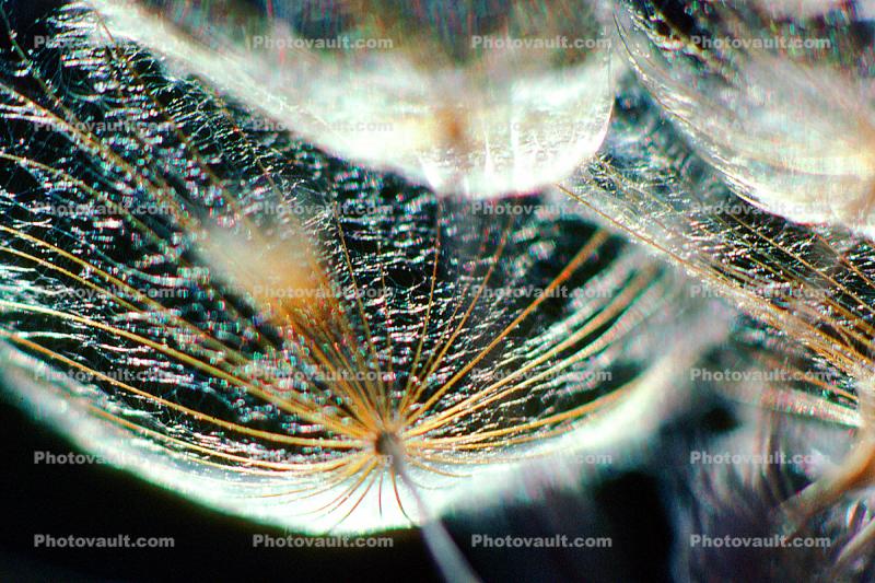 Dandelion, Close-up, Seed Head