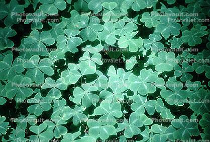 clover leaf