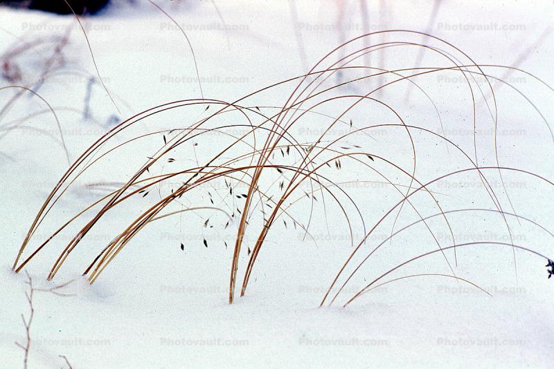 Delicate plants growing in the snow, cold, ice