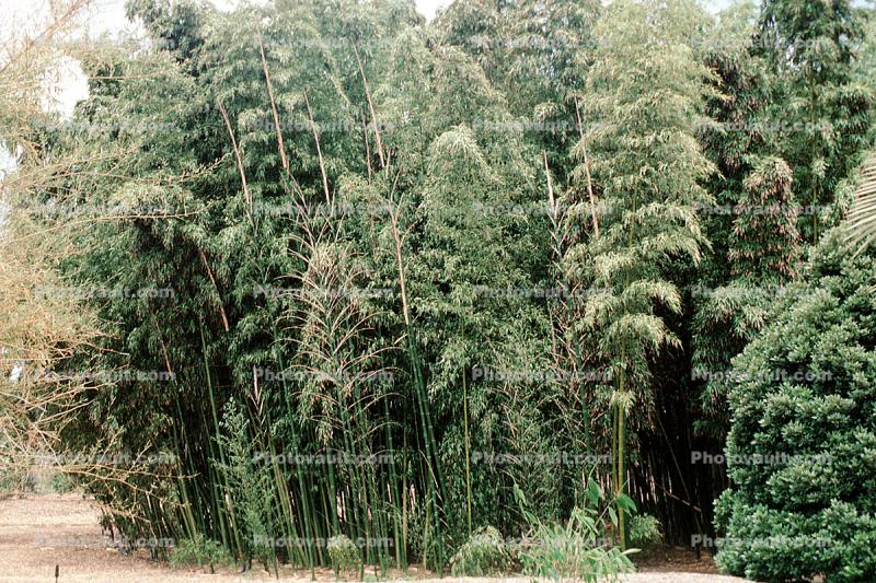 Poaceae, Gramineae, Southeast Asia, (Dendrocalamus asper)