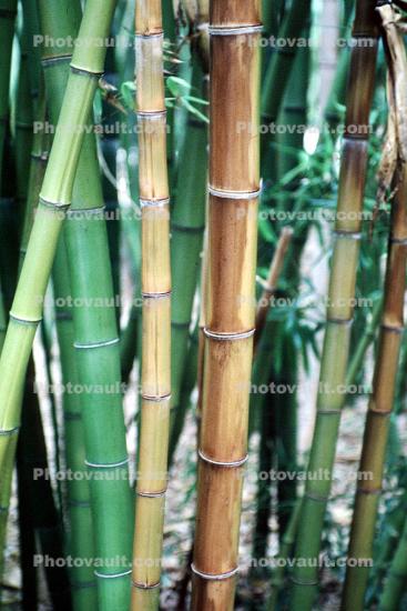 (Dendrocalamus asper), Poaceae, Gramineae, Southeast Asia