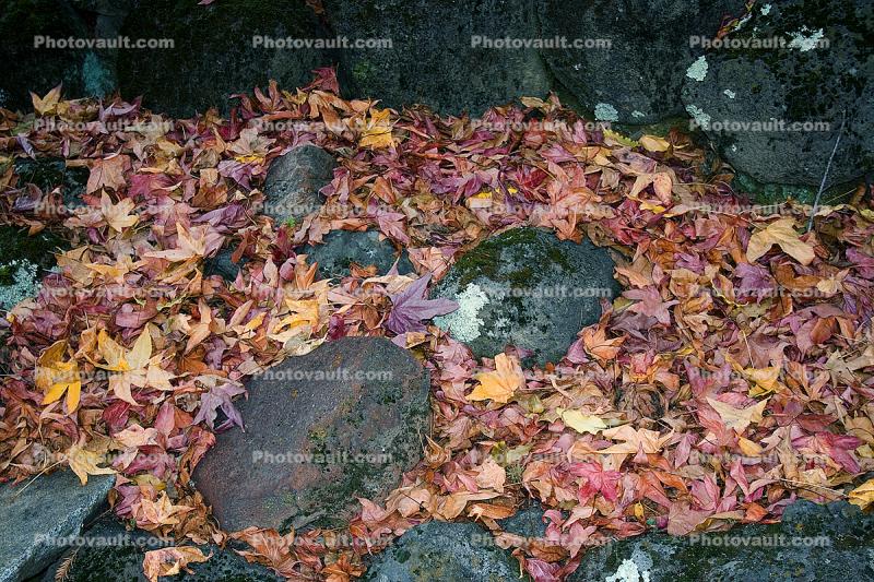 Fallen Leaves, Autumn, Rocks