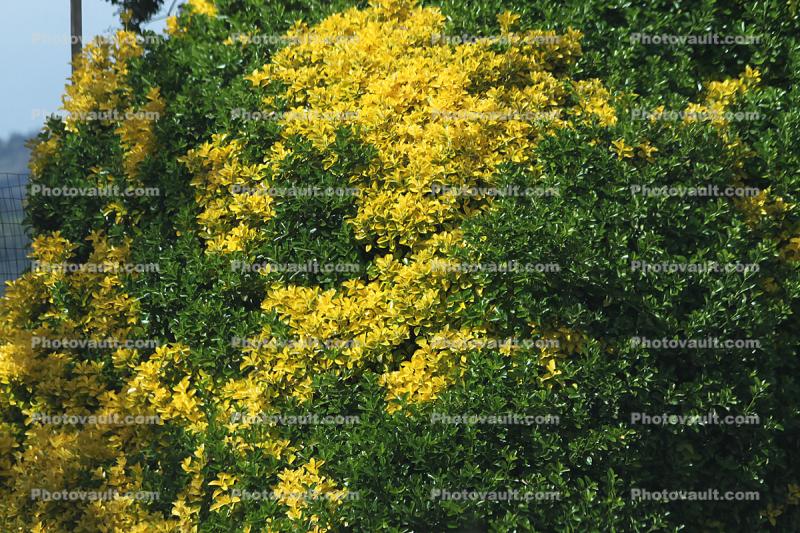 Yellow and green bush