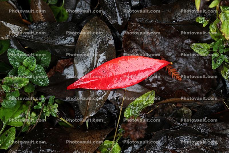 Fallen Leaf, decay, decaying, decomposition, water, stream