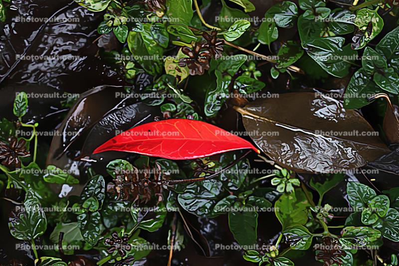 Red Shiny Rainy Leaf
