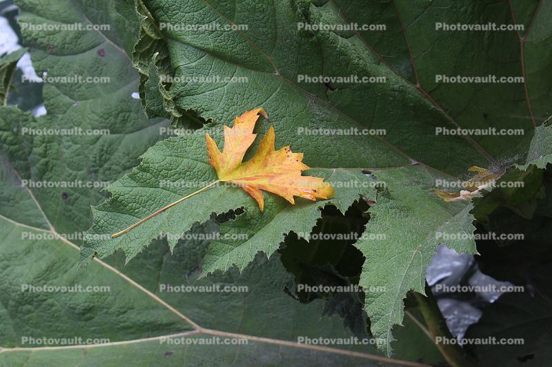 Decaying leaf rests on leaves