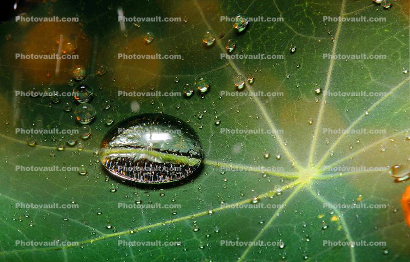 Dew Drop on a Nasturtium leaf, waterlens, dewdrop