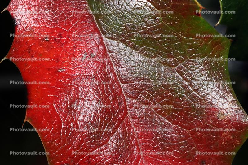 Red Leaf from Green, Veins, Texture, Surreal, Holly Tree, Aquifoliaceae, Aquifoliales, Asterids