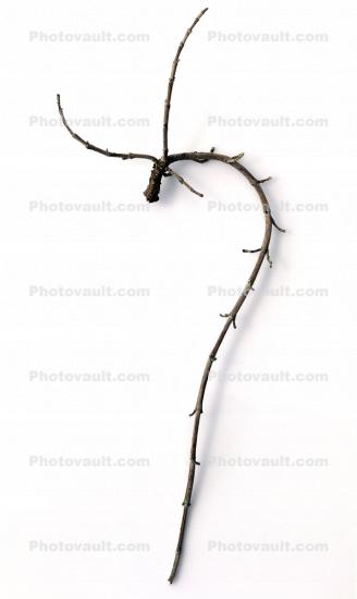 Question Mark Twig, bend, curve