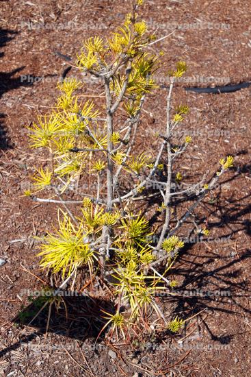 Japanese umbrella pine, (Sciadopitys verticillata)
