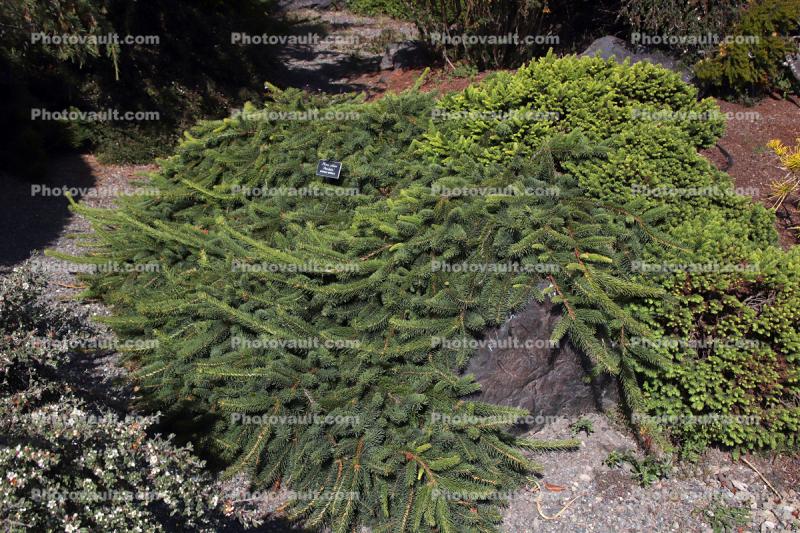 Norway Spruce, Pendula, (Picea abies)
