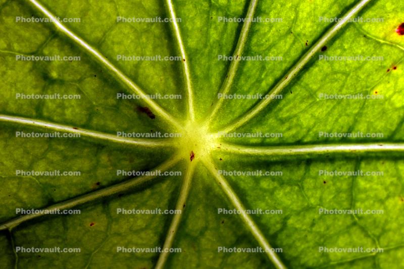Nasturtium Leaf