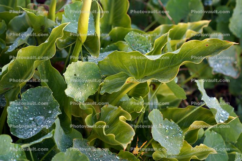 Frozen Ice on Nasturtium Leaves