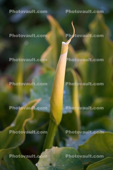 Calla Lilly beginning to unravel