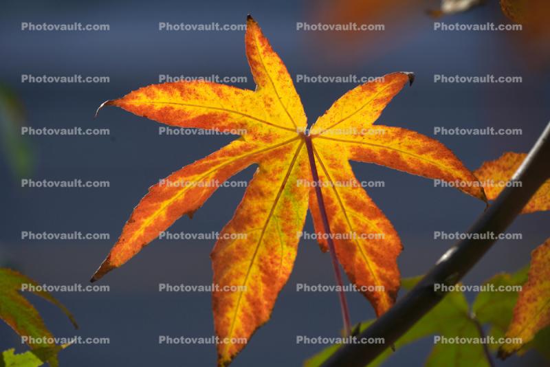 fractal Leaf