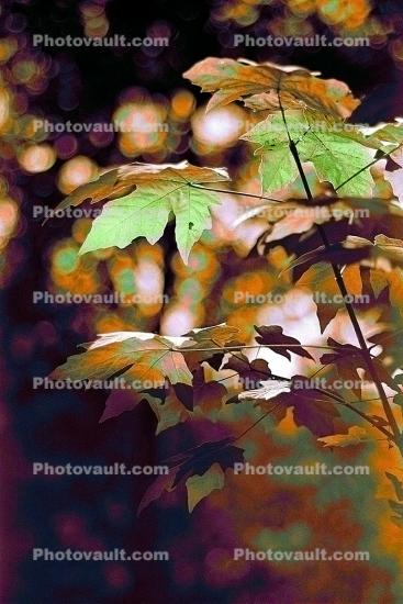 Leaves in a Forest